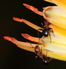Atopomyrmex mocquerysi