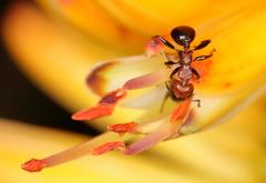 Atopomyrmex mocquerysi