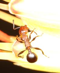 Atopomyrmex mocquerysi