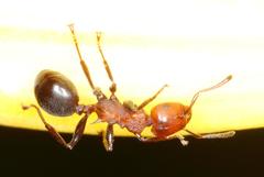 Atopomyrmex mocquerysi