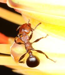 Atopomyrmex mocquerysi