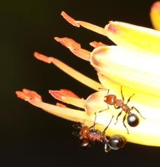 Atopomyrmex mocquerysi