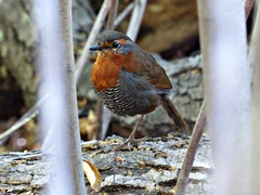 Scelorchilus rubecula