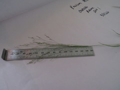 Panicum philadelphicum