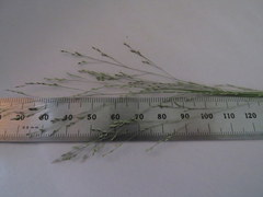 Panicum philadelphicum