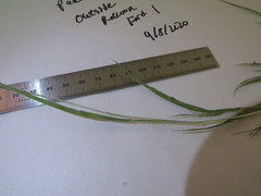 Panicum philadelphicum