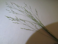 Panicum philadelphicum