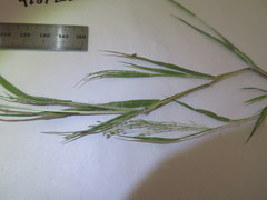 Panicum philadelphicum