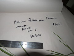 Panicum philadelphicum