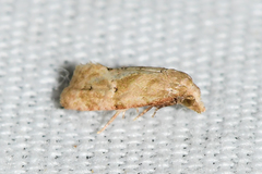Platphalonidia magdalenae