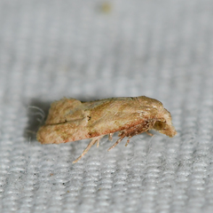 Platphalonidia magdalenae