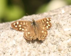 Pararge aegeria