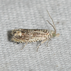 Eucosma argutipunctana