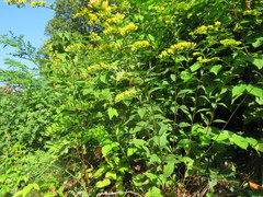 Solidago arguta arguta