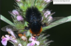 Bombylius ambustus
