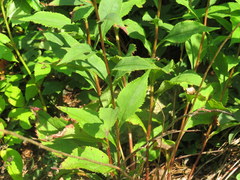 Solidago arguta arguta