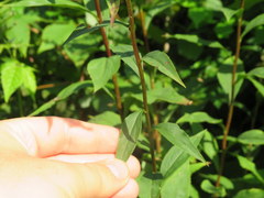 Solidago arguta arguta