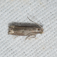 Epiblema minutana