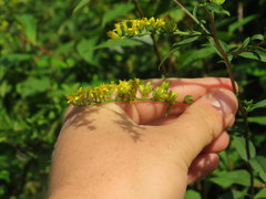 Solidago arguta arguta
