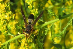Polistes parametricus