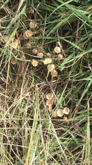 Agaricales