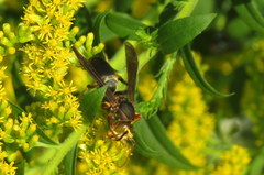 Polistes parametricus