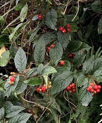 Cotoneaster rehderi