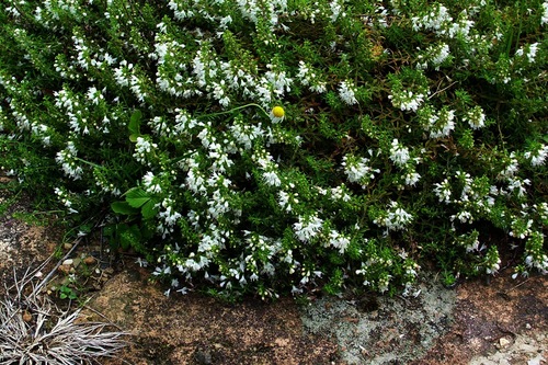 Creeping Savory (Satureja spicigera)