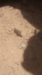 Ocneropsis bethlehemita