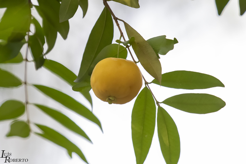 Eugenia pyriformis Cambess.