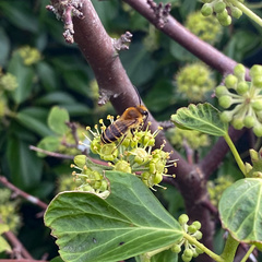 Colletes hederae