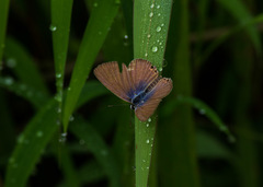 Euchrysops cnejus cnejus