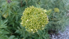 Arracacia schneideri