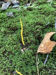 Clavulinopsis amoena