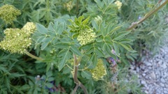 Arracacia schneideri
