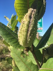 Asclepias syriaca
