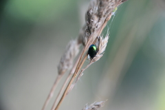 Chrysomelina