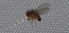 Drosophila suzukii
