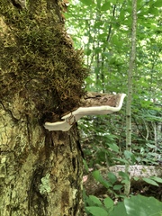 Ganoderma applanatum image