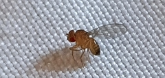 Drosophila suzukii