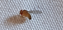 Drosophila suzukii