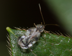 Stephanitis pyrioides