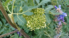 Arracacia schneideri