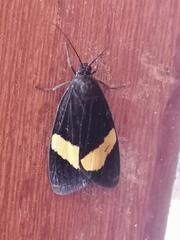Aclytia