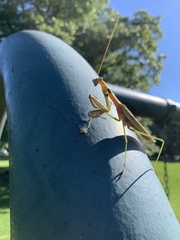Tenodera sinensis
