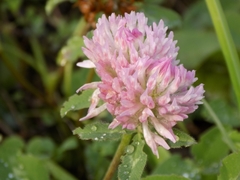 Trifolium pratense