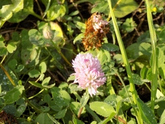 Trifolium pratense