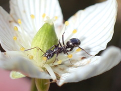 Formica subaenescens