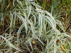 Phalaris arundinacea picta