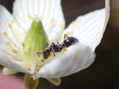 Formica subaenescens